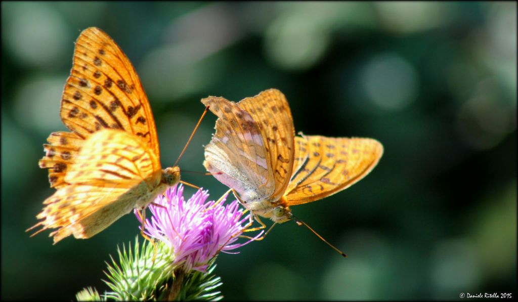 Richiesta identificazione!!! - Argynnis (Argynnis) paphia